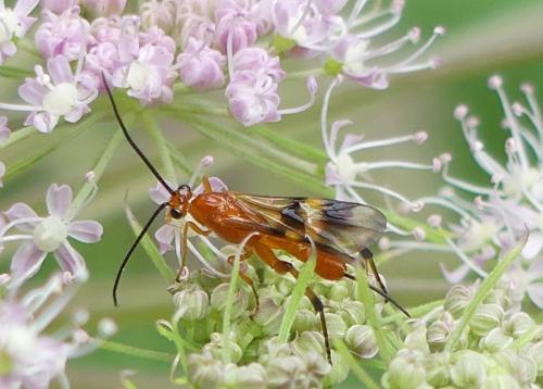 Réf. 263 486 : Cremnops desertor